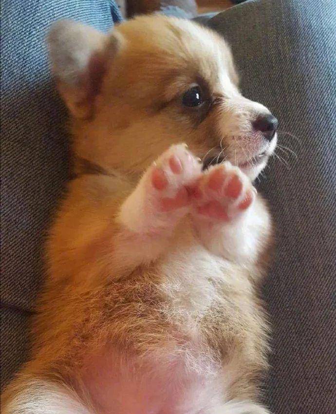 狗狗急性肠胃炎吃啥药?——宠物护理小贴士